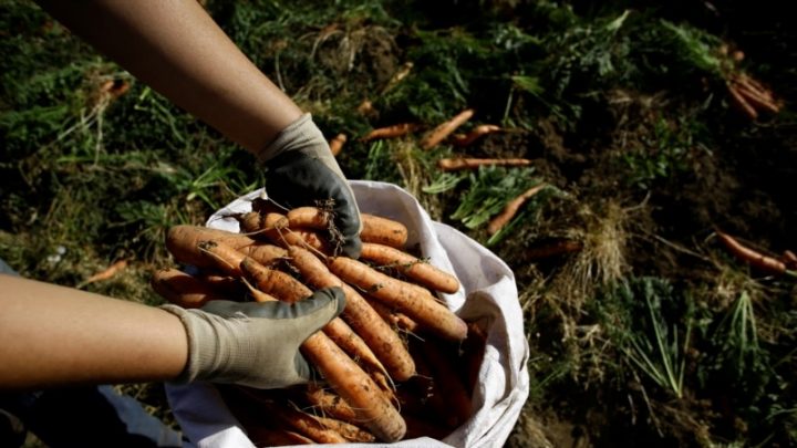 ¿Qué es y cómo funciona el programa para trabajadores migrantes de Panamá y Nicaragua en Costa Rica?