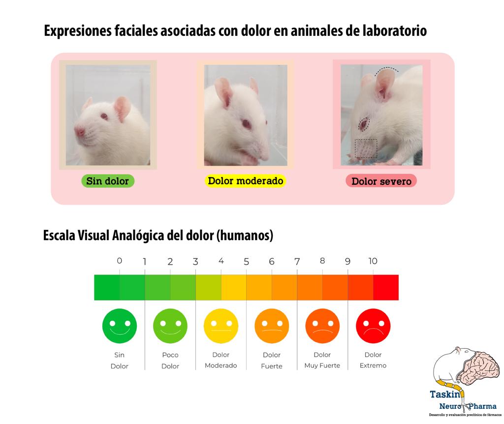 CICESE en la búsqueda de nuevos fármacos contra el dolor crónico