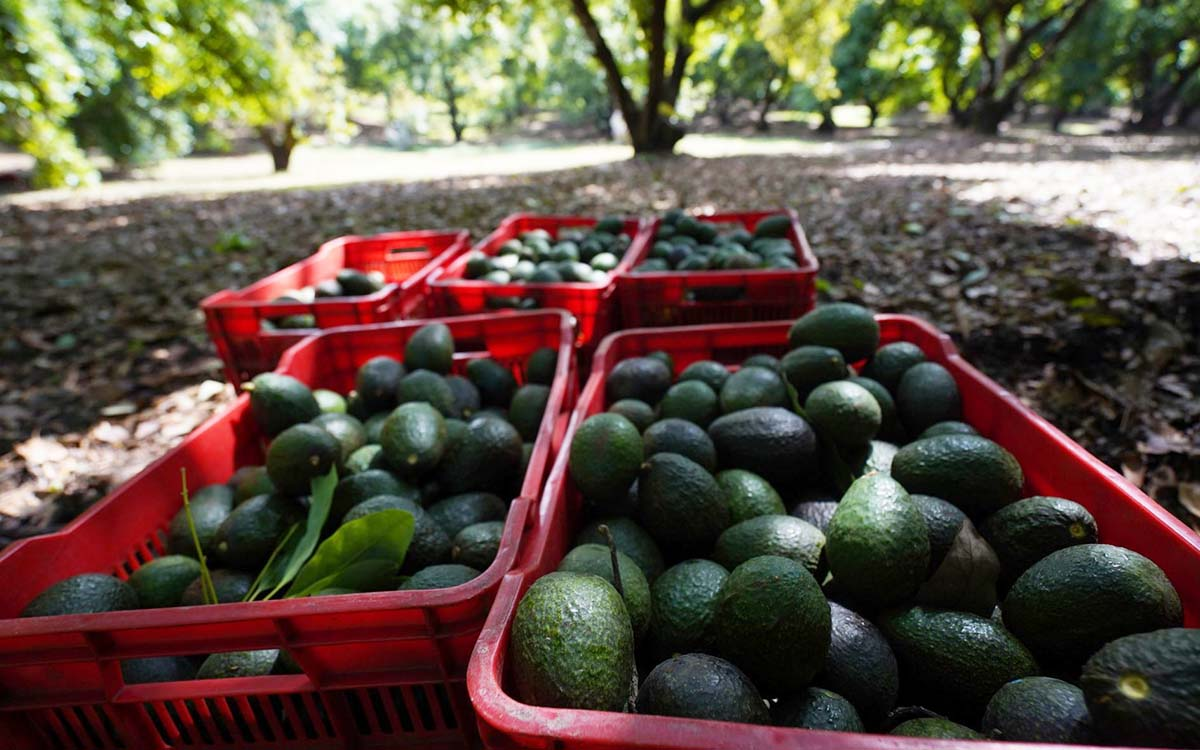 México pedirá a Costa Rica que levante las restricciones a las exportaciones de aguacate
