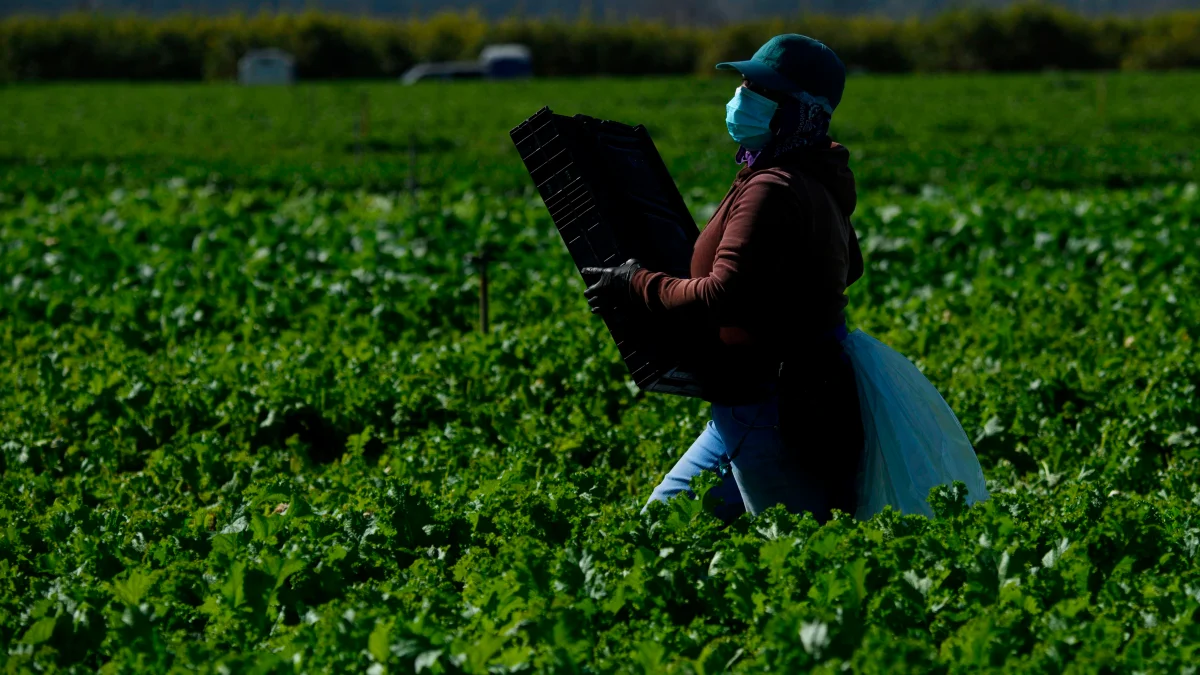 Servicios para trabajadores agrícolas en Consulado de México en Oxnard