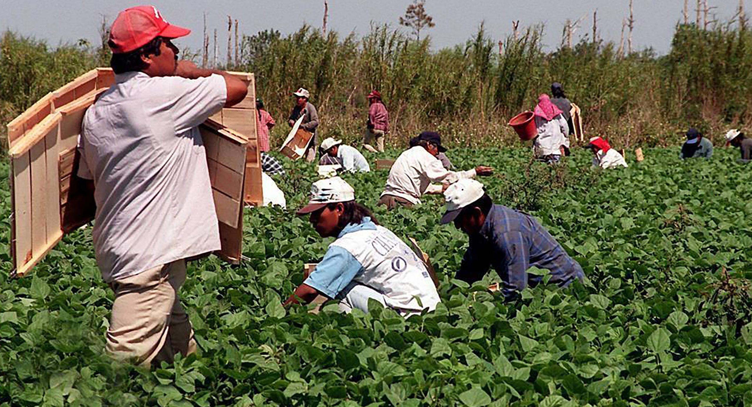 Juez bloquea ley que penaliza el transporte de indocumentados en Florida